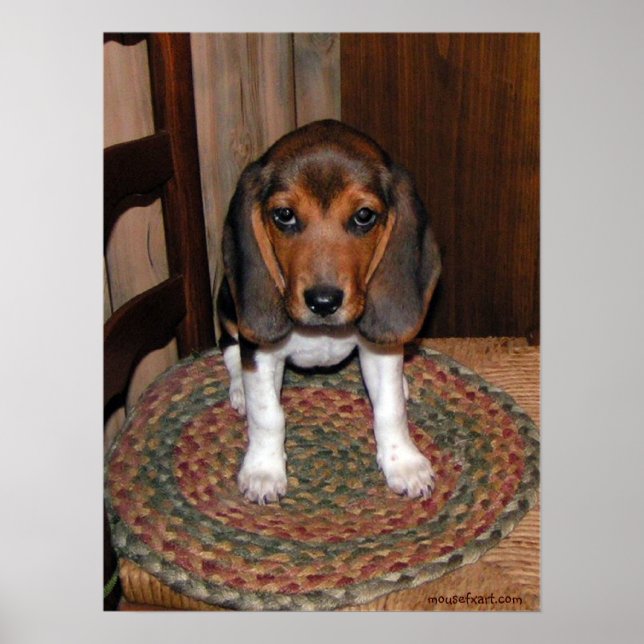 Beagle Puppy Poster (Front)