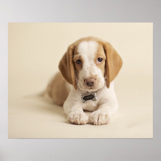 Beagle Puppy Poster (Front)