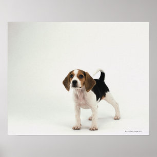 Beagle puppy poster