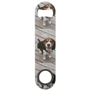 Beagle_puppy sitting