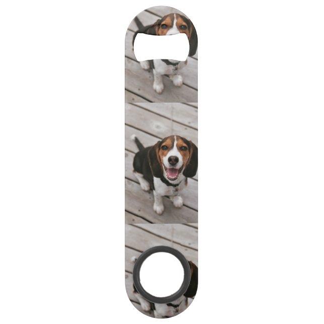 Beagle_puppy sitting (Front)
