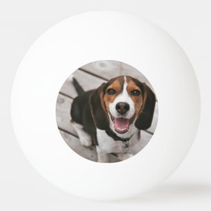 Beagle_puppy sitting ping pong ball