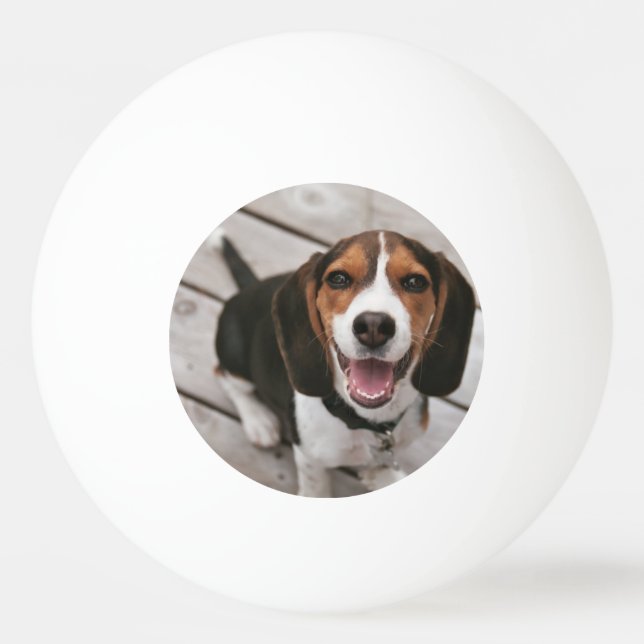 Beagle_puppy sitting ping pong ball (Front)