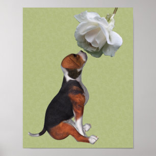 Beagle Puppy Smelling White Rose Poster