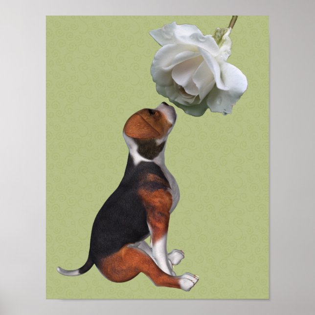 Beagle Puppy Smelling White Rose Poster (Front)