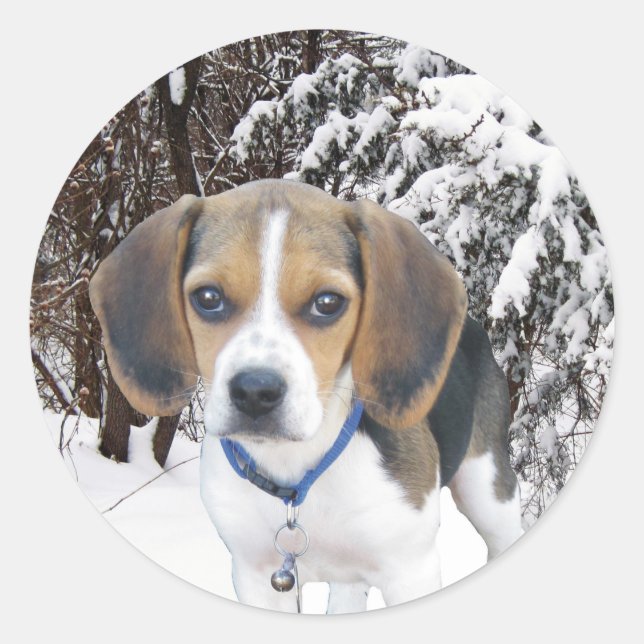 Beagle Puppy Snowy Woods Stickers (Front)