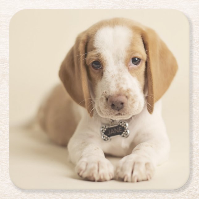 Beagle Puppy Square Paper Coaster (Front)