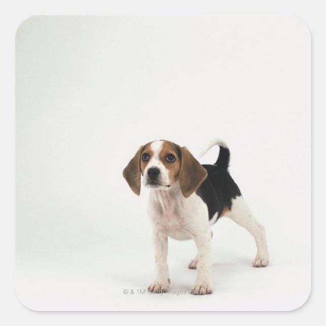 Beagle puppy square sticker (Front)