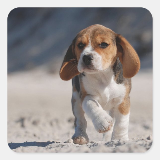 Beagle puppy square sticker (Front)