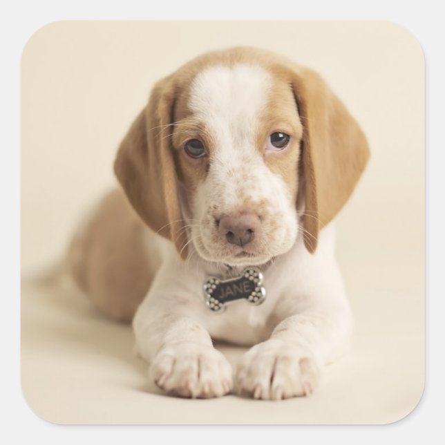 Beagle Puppy Square Sticker (Front)