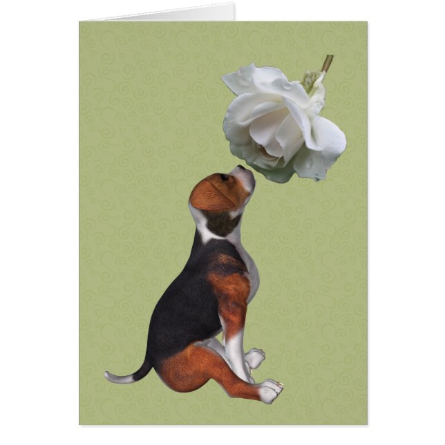 Beagle Puppy White Rose Animal Card (Front)