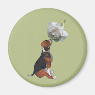 Beagle Puppy White Rose Animal Magnet