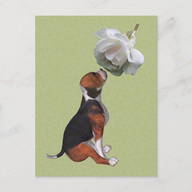 Beagle Puppy White Rose Cute Dog Postcard (Front)