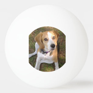 Beagle sitting 2 ping pong ball