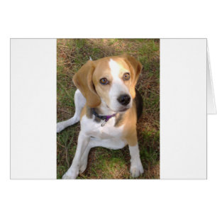 Beagle sitting 2.png