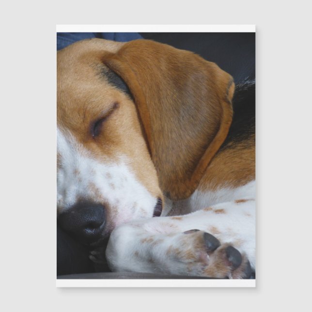 beagle sleeping.png (Front)