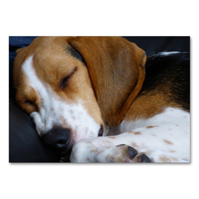 beagle sleeping table number (Front)