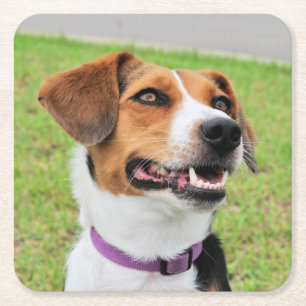 Beagle Square Paper Coaster