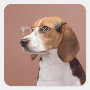 Beagle Square Sticker
