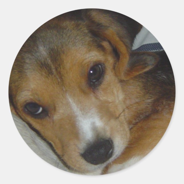 Beagle Sticker 2 (Front)