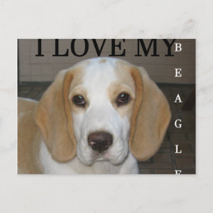 Beagle  tan and white love pic postcard