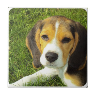 Beagle Tile