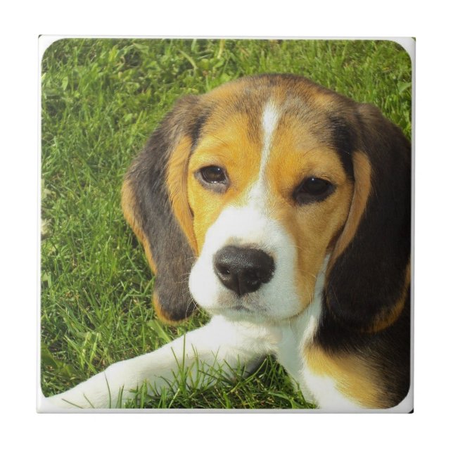 Beagle Tile (Front)