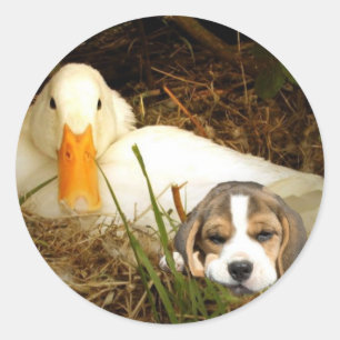 Beagle With Duck Sticker