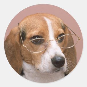 Beagle with Glasses Classic Round Sticker