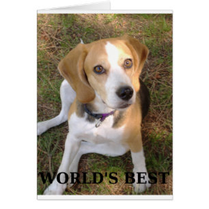 beagle worlds best