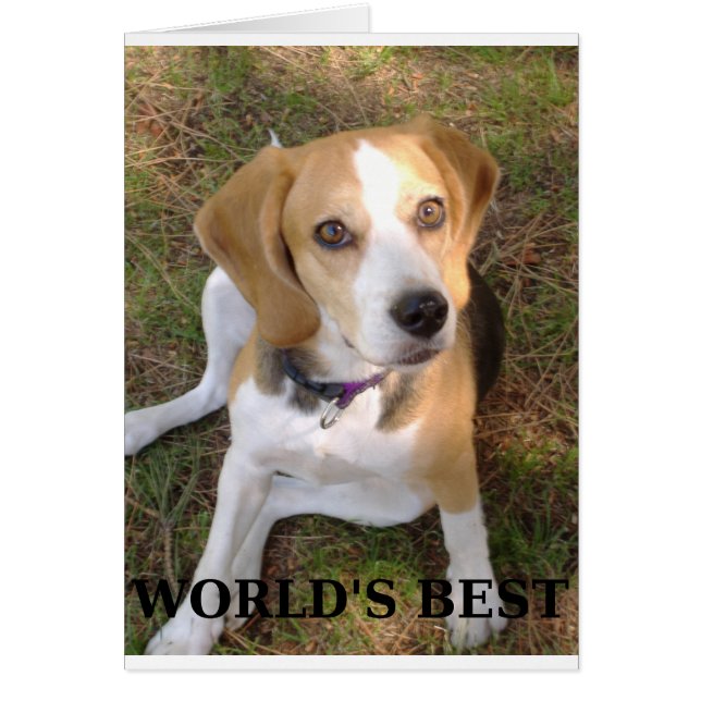 beagle worlds best (Front)