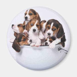 Beagles in Bucket Magnet