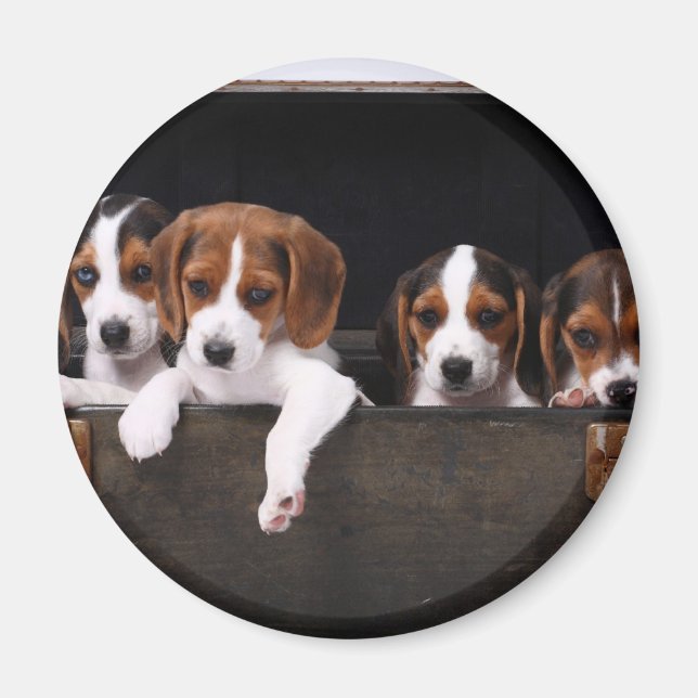 Beagles Magnet (Front)