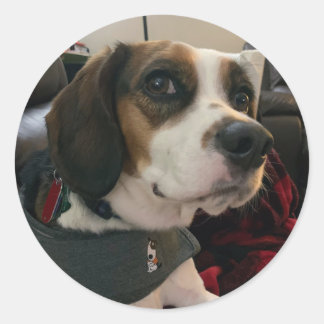 Beaglier- Beagle Bae dog Stickers Bea Streaming