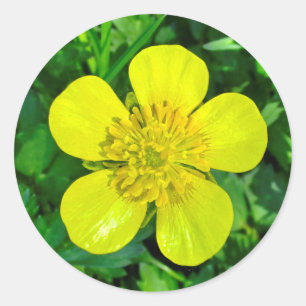 Beaming Buttercup Flower. Classic Round Sticker
