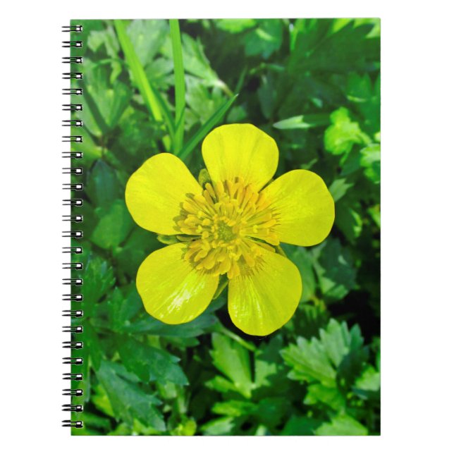 Beaming Buttercup Flower. Notebook (Front)
