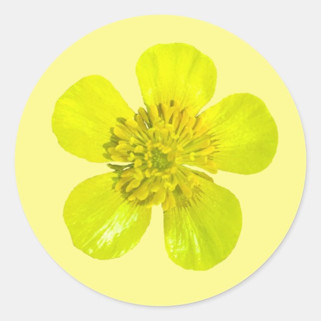 Beaming Buttercup Flower - transparent. Classic Round Sticker (Front)