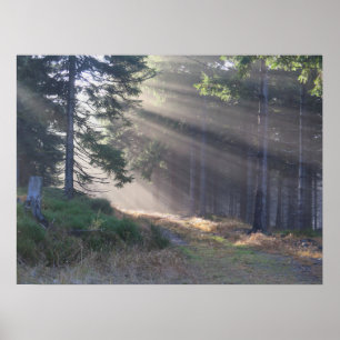 Beams of light in the forest Poster