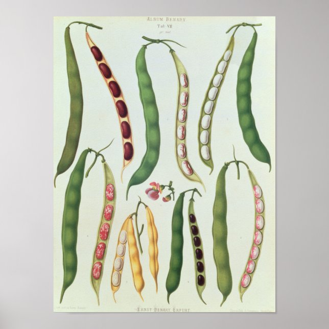 Beans Poster (Front)