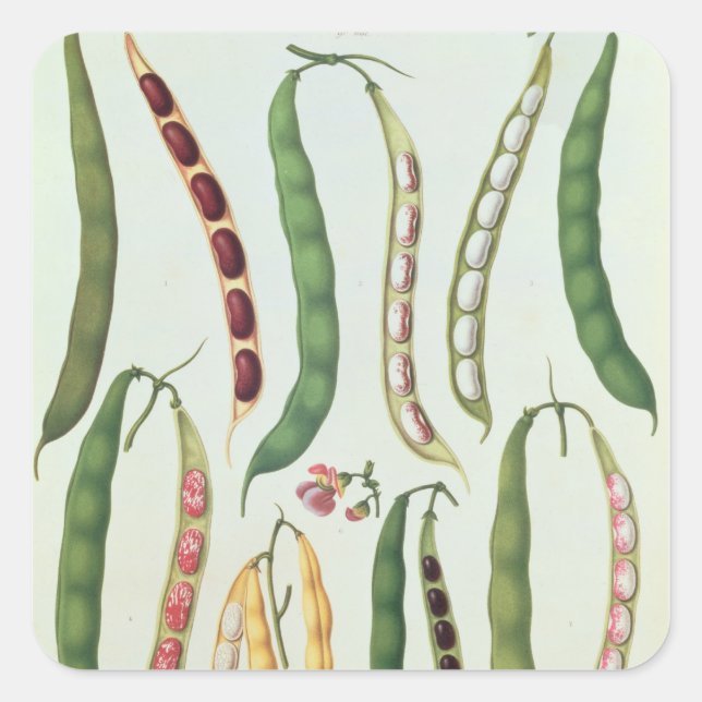 Beans Square Sticker (Front)