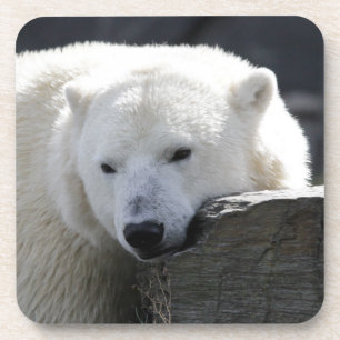 Bear 002 coaster