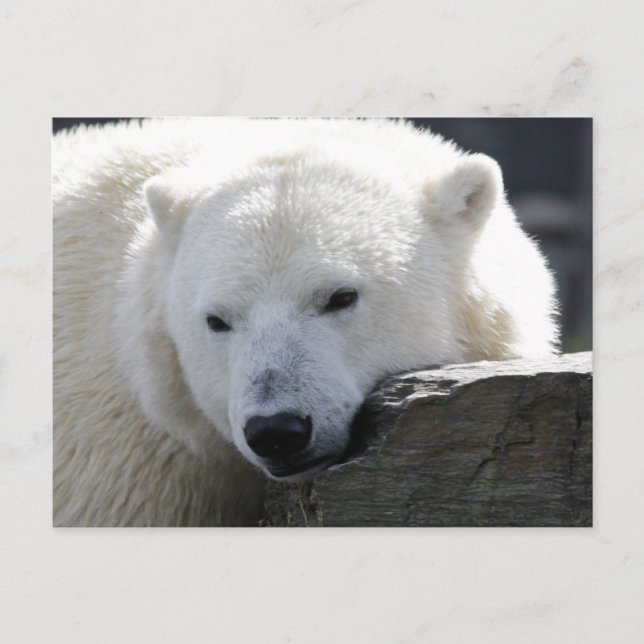 Bear 002 postcard (Front)
