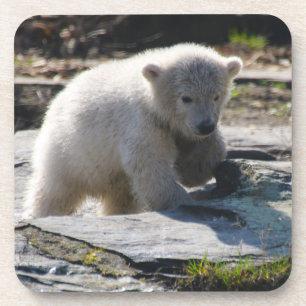 Bear 07 coaster