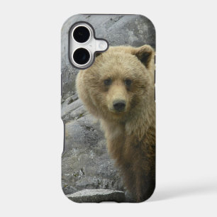 Bear Alaska Animals Destiny Nature