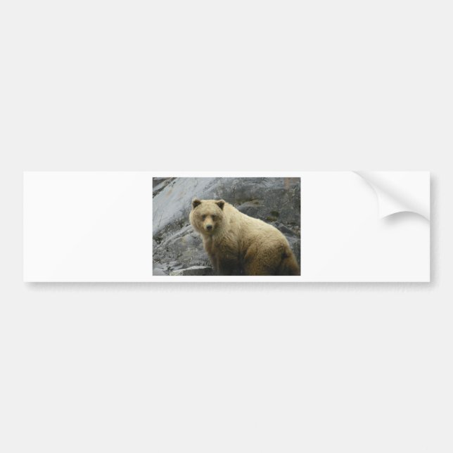 Bear Alaska Animals Destiny Nature Bumper Sticker (Front)