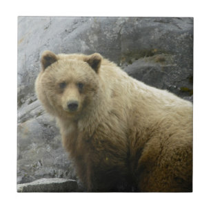 Bear Alaska Animals Destiny Nature Ceramic Tile
