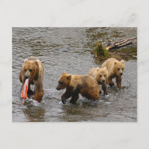 Bear and 3 cubs, Brooks Falls Alaska  Postcard