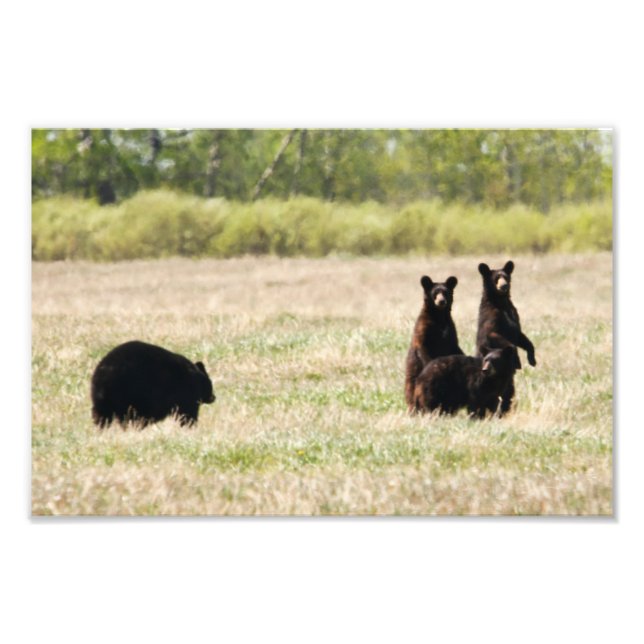 Bear and Cubs Photo Print (Front)