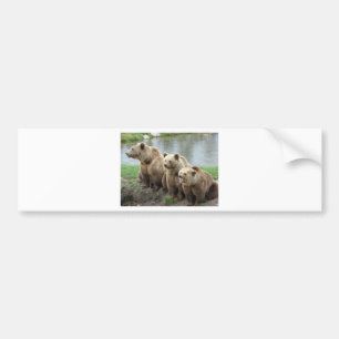 Bear bears animal custom personalise Anniversaries Bumper Sticker