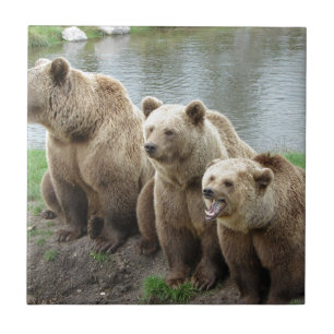 Bear bears animal custom personalise Anniversaries Ceramic Tile